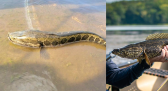 Alarma en los Estados Unidos por la invasión de peces que “camina” y exhalan desde el agua